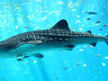 Rekin wielorybi w akwarium (Giorgia). Fot. Zac Wolf, kadrowanie: Stefan, źródło: https://commons.wikimedia.org/wiki/File:Whale_shark_Georgia_aquarium.jpg?uselang=pl, dostęp: 03.02.2016